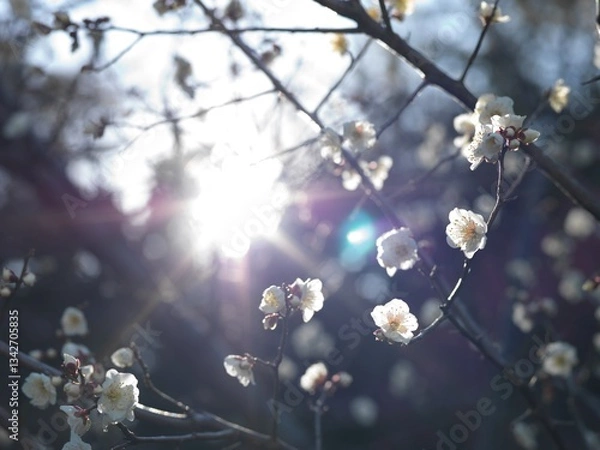 Obraz 逆光の中の梅の花