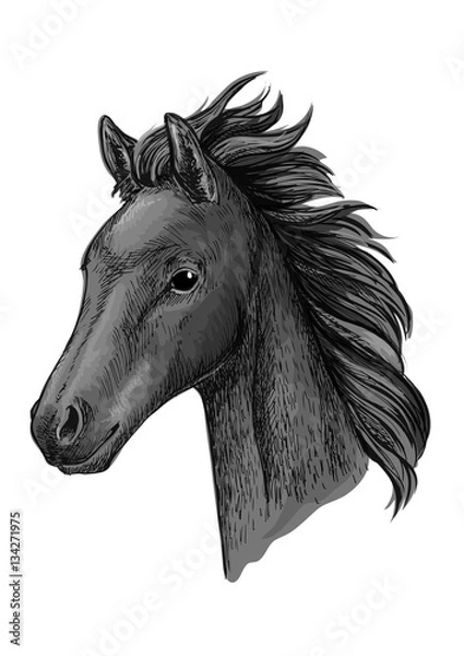 Fototapeta Black horse head sketch portrait