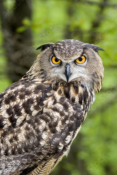 Obraz European Eagle Owl