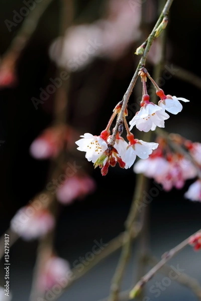 Fototapeta 枝垂桜