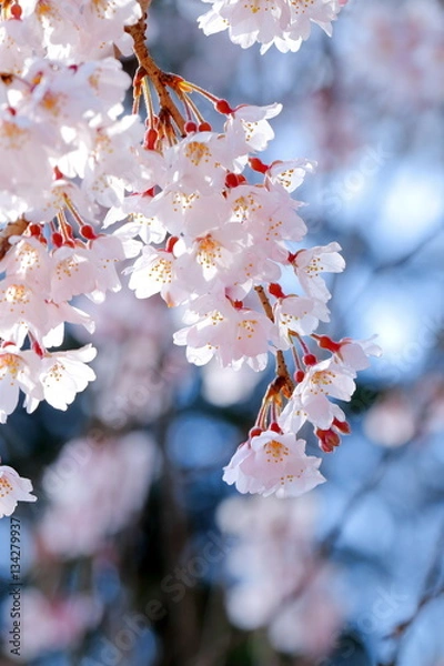 Fototapeta 枝垂桜