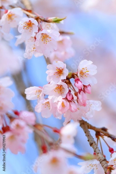 Fototapeta 枝垂桜