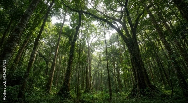 Fototapeta Lush Green Forest with Towering Trees and Sunlight Filtering Through Canopy