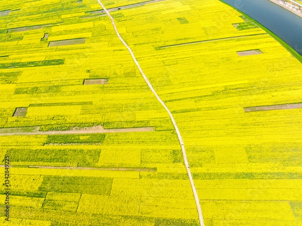 Obraz Aerial photography of rapeseed flowers, spring in China
