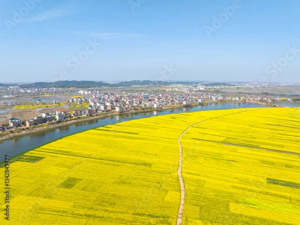 Obraz Aerial photography of rapeseed flowers, spring in China