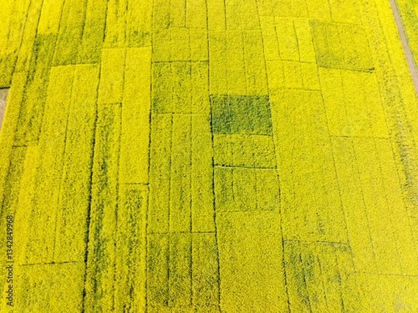 Obraz Aerial photography of rapeseed flowers, spring in China