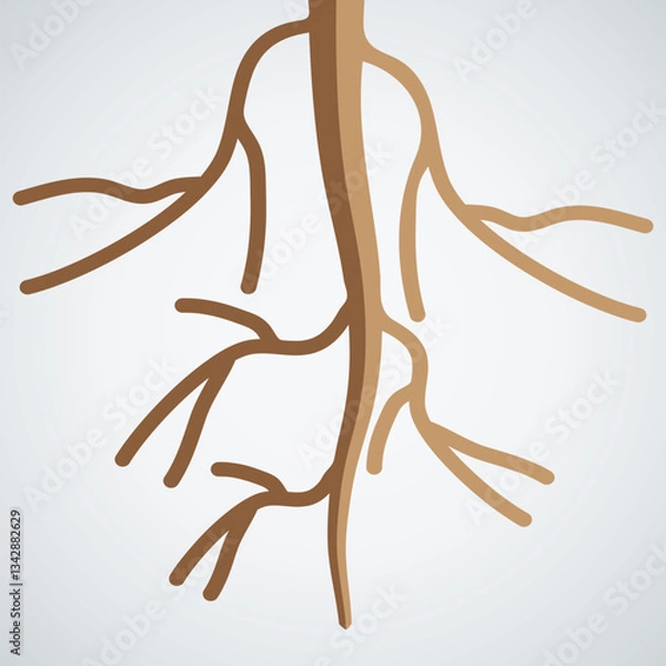 Fototapeta Illustration of Plant Taproot Structure