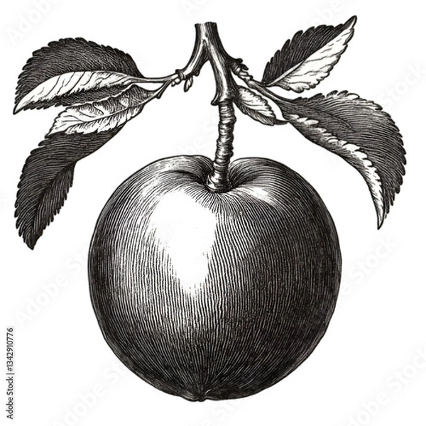 Obraz Ripe plums fruits with green leaves isolated on white and transparent background. PNG cutout.	
