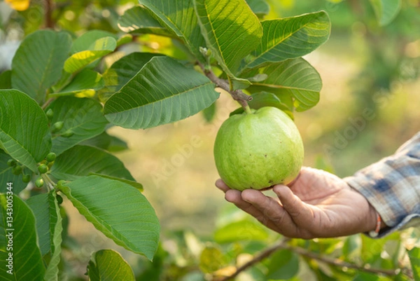 Fototapeta Guava Harvesting: A close-up captures the moment of picking a ripe guava from the tree