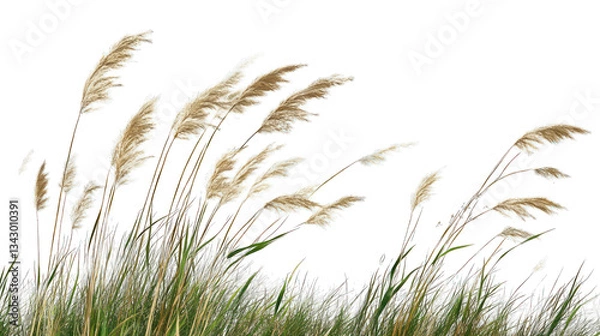 Fototapeta Cane, reed seeds and green grass with transparent background, transparent PNG | Transparent PNG --ar 16:9