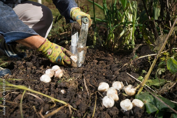 Obraz Close up of hand planting bulbs with flower bulb planter outdoors in garden. Use of garden tools.