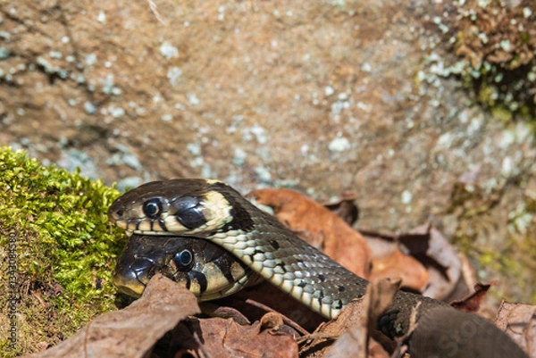 Fototapeta Close up at a Grass snakes in spring