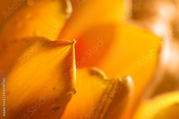 Fototapeta Petal tip of an orange tulip, macro shot, abstract flower background or greeting card for Easter spring holidays copy space, selected focus
