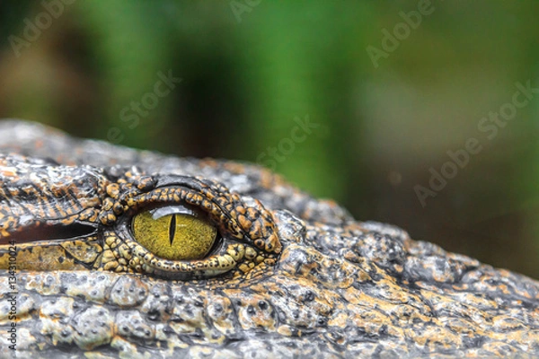 Fototapeta crocodile eyes