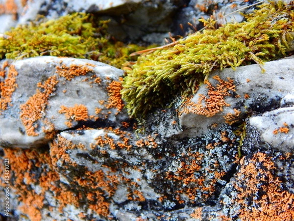 Obraz камни мох осень 