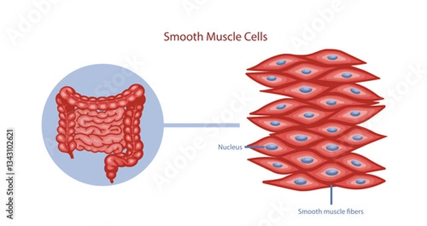 Fototapeta Smooth muscle cells