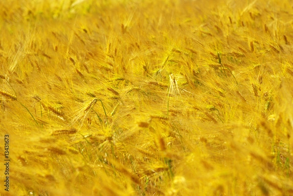 Fototapeta wheat field