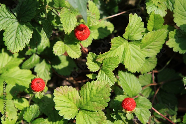 Obraz Walderdbeeren, Rotbeere, Monatserdbeere, Buscherdbeere