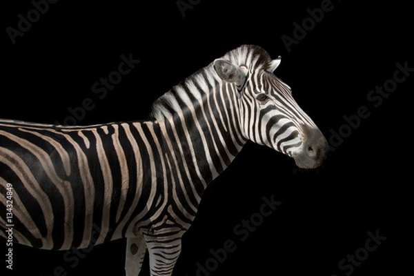 Obraz Zebra on a black background