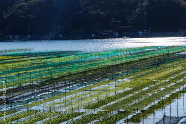 Fototapeta 日本の三重県五ヶ所湾の海苔粗朶で育まれるあおさ海苔