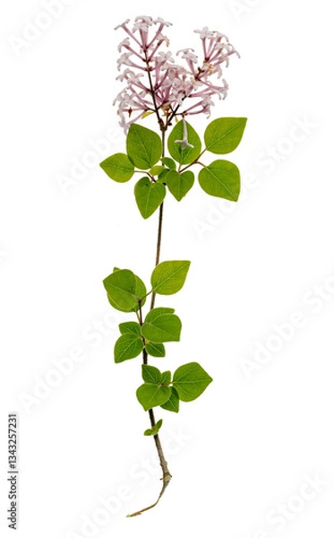 Fototapeta A branch of miniature lilac, Meyer's Lilac Palibin on a white background