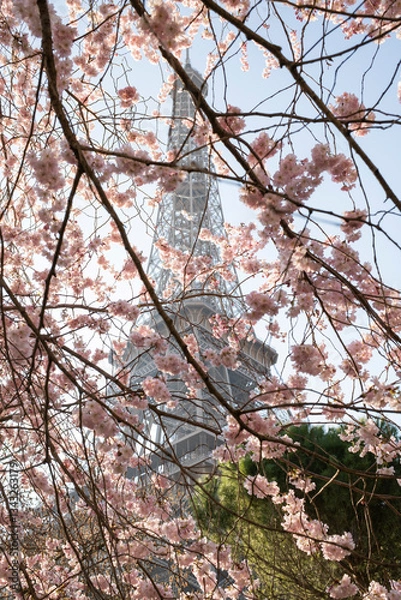 Fototapeta Beautiful view of the Eiffel Tower with cherry blossoms