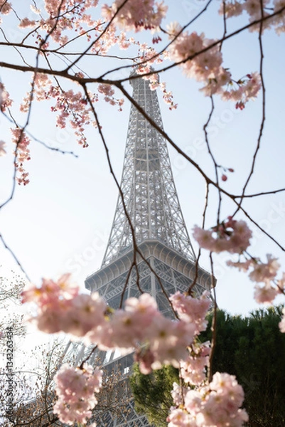 Fototapeta Beautiful view of the Eiffel Tower with cherry blossoms