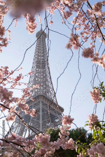 Fototapeta Beautiful view of the Eiffel Tower with cherry blossoms