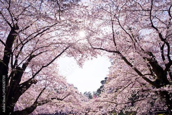 Fototapeta 日本、青森県、弘前公園の桜