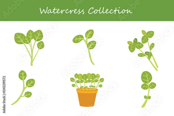 Obraz watercress collection in different style. Vector illustration.
