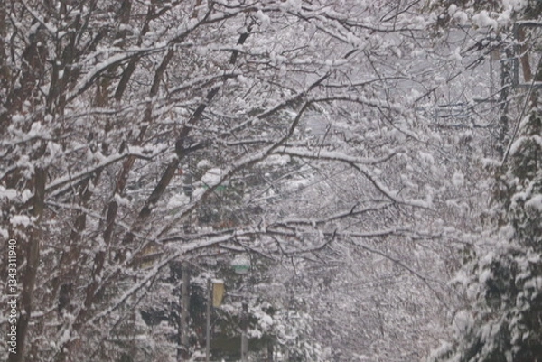 Obraz 降雪による危険な道路 並木道と雪の災害の風景