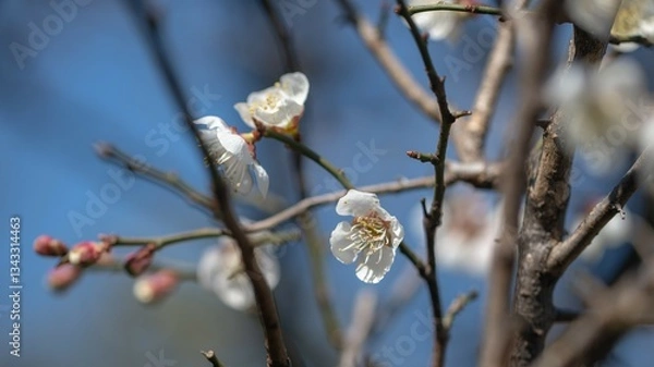Obraz 近所で開花中　白梅