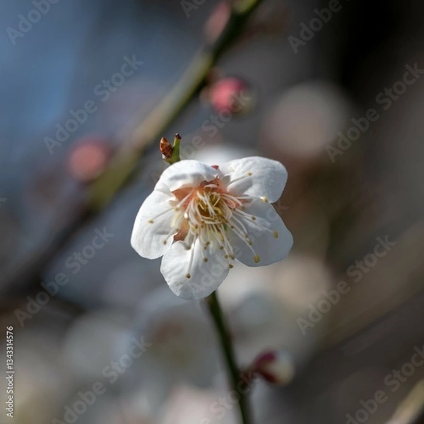 Obraz 近所で開花中　白梅