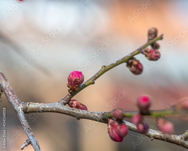 Obraz 紅梅の花芽