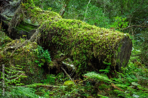 Obraz ヤクスギランド