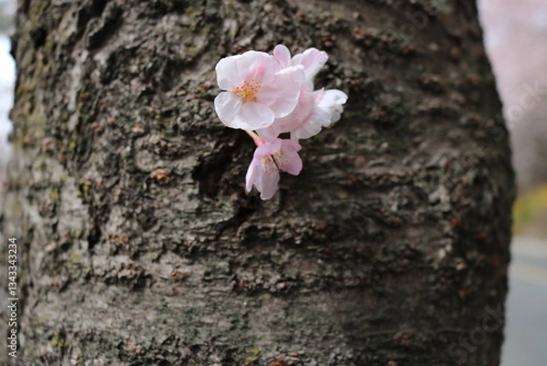 Fototapeta 벚꽃 나무