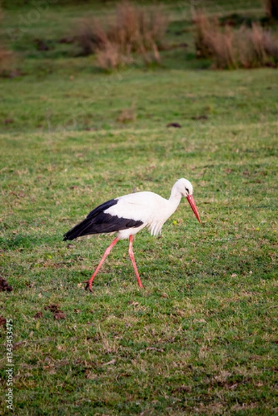 Fototapeta A stork (ciconia ciconia) took a break during its spring migration in Beykoz, Istanbul. Bird, animal idea concept. A stork is searching for food in the grass. Ornithology. 
