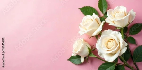 Fototapeta Elegant white roses and green leaves on soft pink background, wallpaper, background