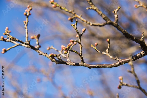 Fototapeta 梅の蕾