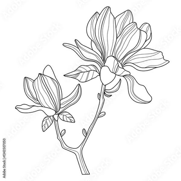 Obraz Magnolia. Flowers. Linear flowers. Botany. Abstract linear magnolias. Vector illustration of a magnolia. Flower sketches for tattooing. Floral coloring page