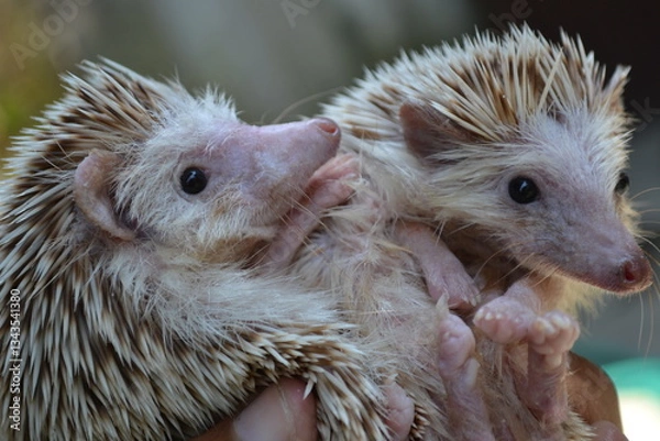 Obraz the hedgehogs cute spiny animals