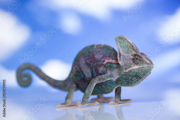 Fototapeta Green chameleon,lizard on sky background
