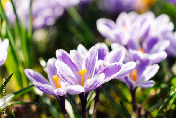 Fototapeta Blooming Crocus Vernus Pickwick in a natural setting signaling the arrival of warmer days