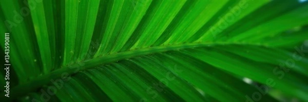 Fototapeta Close-up of a single palm leaf with intricate green veins and subtle texture, nature, vegetation