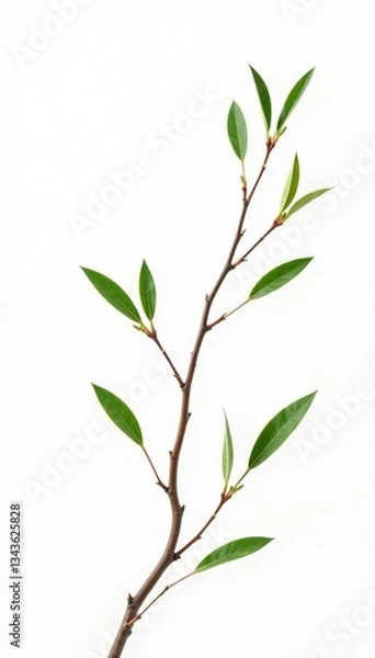 Fototapeta Delicate branches with slender leaves isolated on white background, botanical, branches