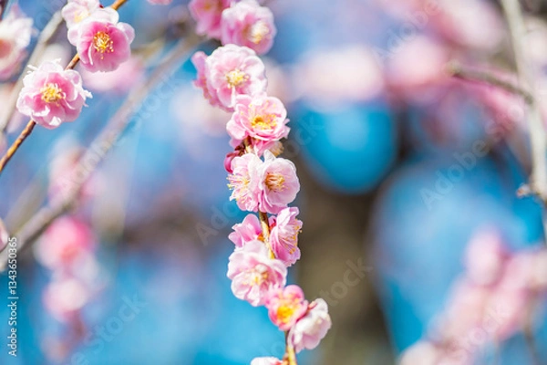 Obraz 梅園のしだれ梅