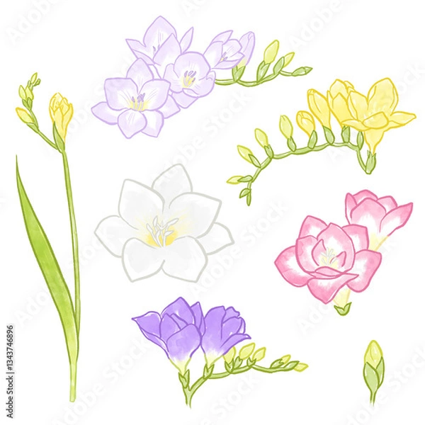 Obraz フリージアのイラスト