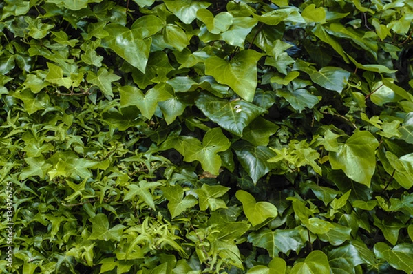 Obraz Thick green ivy leaves