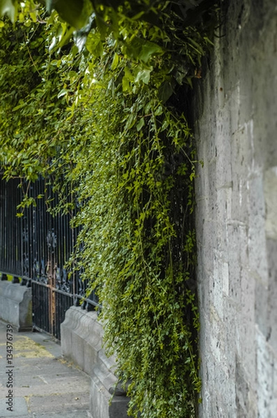 Obraz Old stone wall with ivy