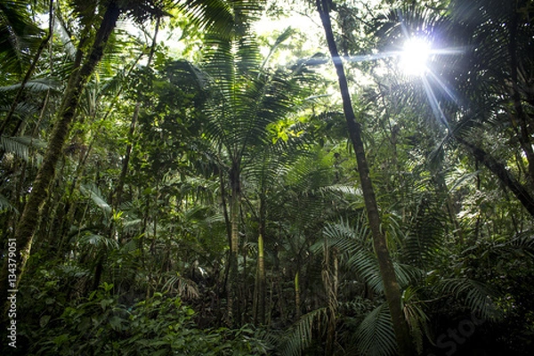 Obraz Rainforest Landscape